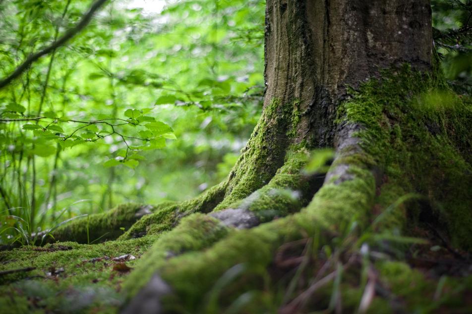 Forest grass