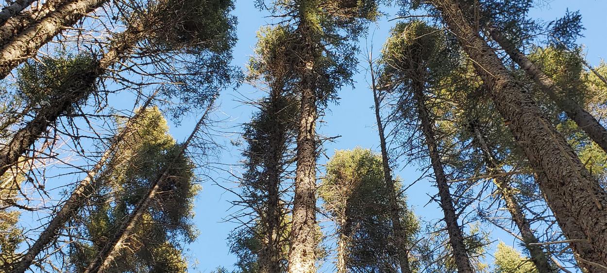 pine tree forest natural carbon