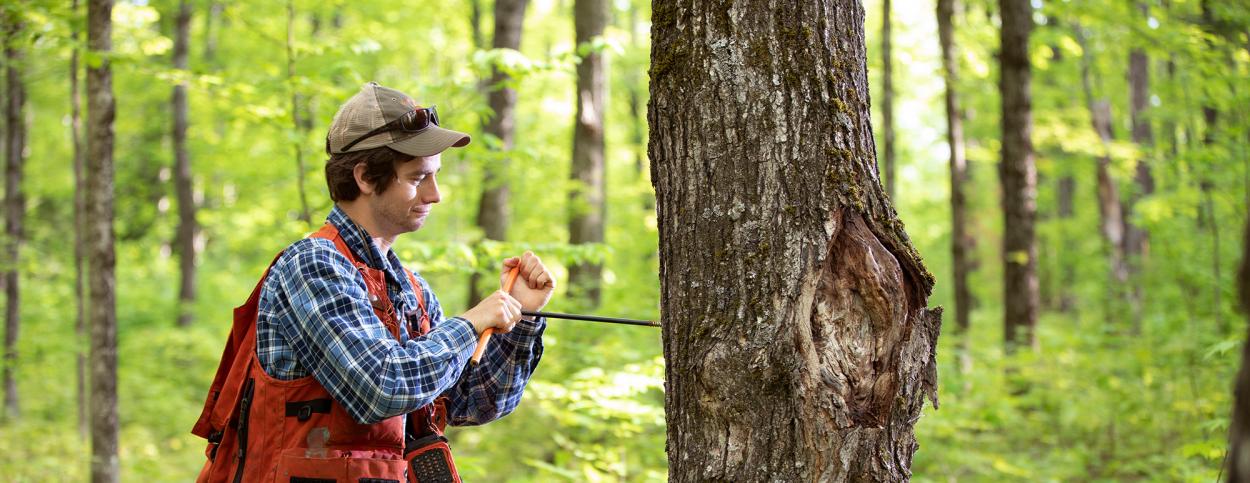 forest consulting service