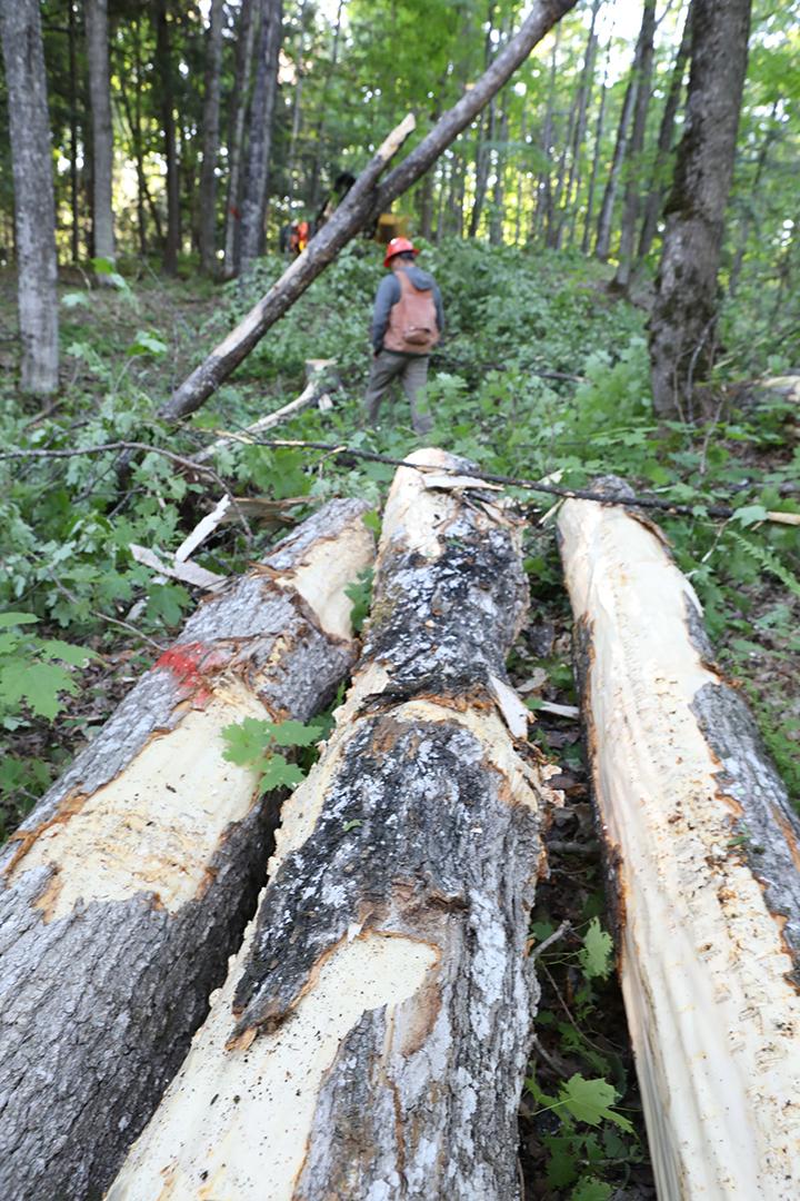 forest management green timber 